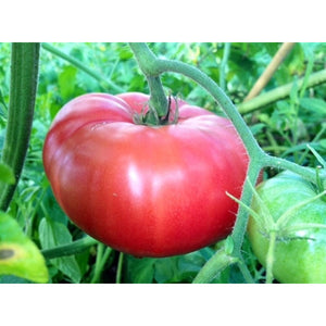 TOMATO 'Mortgage Lifter' - Boondie Seeds