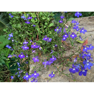 LOBELIA 'Sapphire' Winter flowering - Boondie Seeds