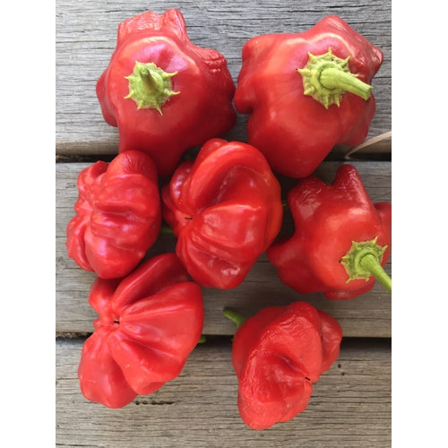 CHILLI 'Mad Hatter' seeds