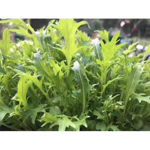 MIZUNA 'Green Leaf' / Japanese Mustard - Boondie Seeds