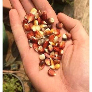 CORN 'Aztec Mix' - Boondie Seeds