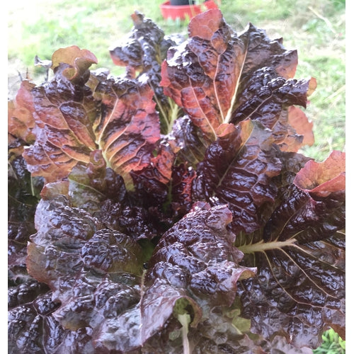 Lettuce 'Ruby Red' seeds Boondie Seeds