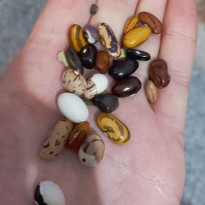 BEAN Rare Heirloom Mix seeds