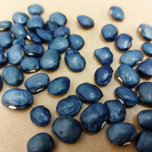 BEAN 'Nonna Agnes's Blue' *RARE* seeds
