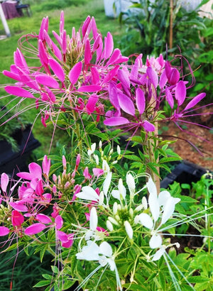 SPIDER FLOWER / CLEOME 'Fountain Mix' seeds