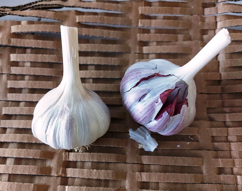GARLIC BULBS - Spanish Roja (Creole)