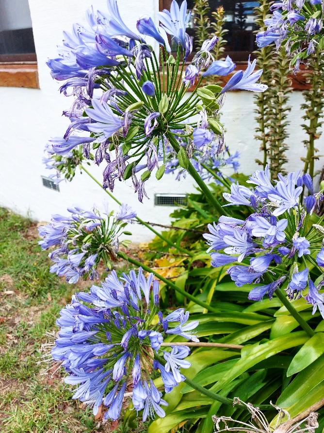 AGAPANTHUS 'Australian Blue' perennial flower seeds
