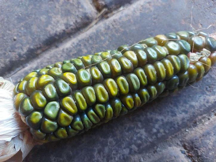 CORN 'Oaxacan Green' seeds