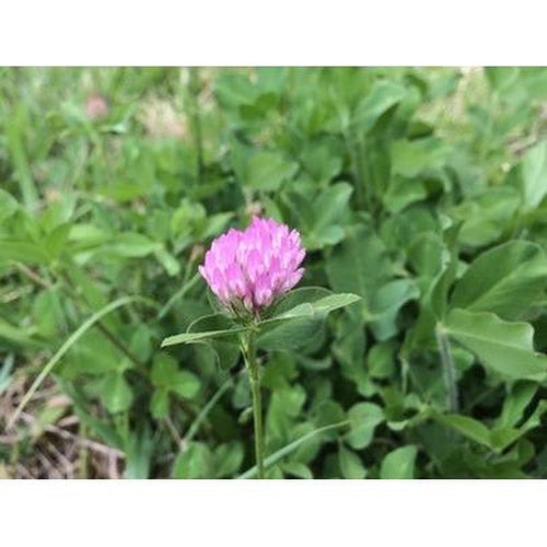 RED CLOVER seed - Green Manure / Beneficial Bug attracting / Lawn Grass seed