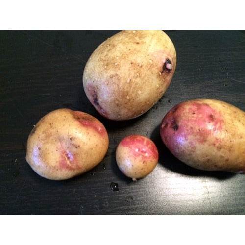 SEED POTATO - King Edward - Boondie Seeds