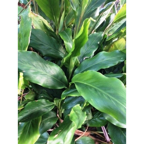 cardamom ginger plant indoors Cardamom Leaf Ginger – Boondie Seeds