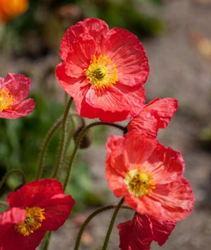 POPPY ICELAND 'Victory Giants Mix' *Perennial* seeds