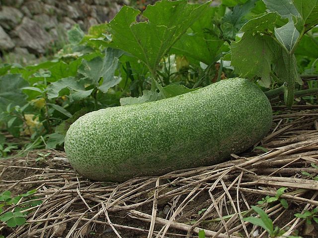 WAX GOURD / Winter Melon seeds