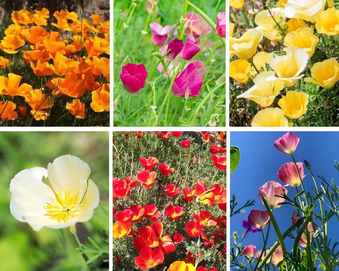 CALIFORNIAN POPPY VARIETY PACK - 6 Packets of seeds