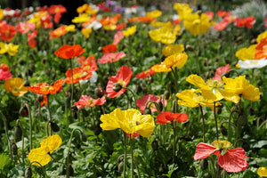 POPPY ICELAND 'Victory Giants Mix' *Perennial* seeds