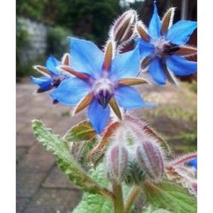BORAGE Blue Flowered - Boondie Seeds