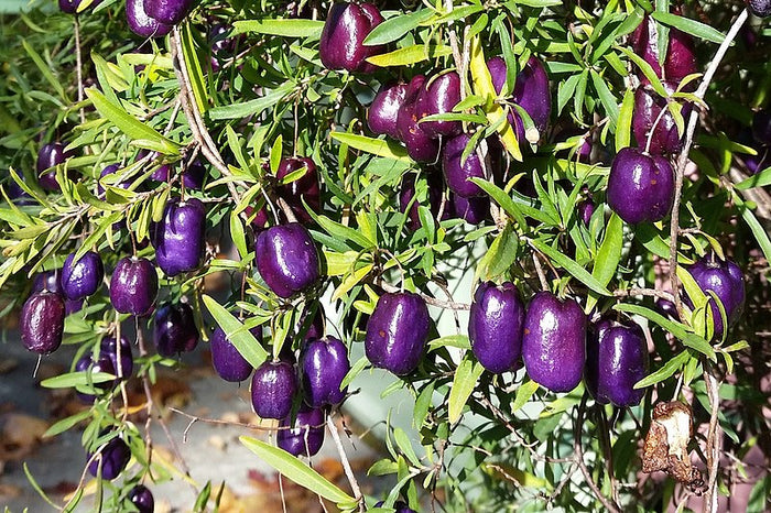 Purple Apple-Berry / Billardiera longiflora *AUSTRALIAN NATIVE* seeds