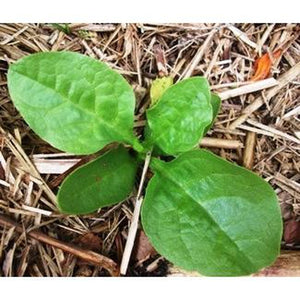 SPINACH 'Ceylon' Green / Climbing Spinach / Malabar Spinach - Boondie Seeds