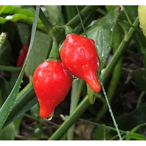 CHILLI 'Biquinho Red' seeds