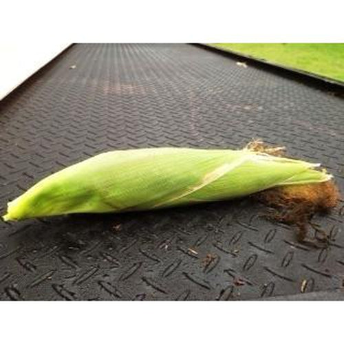 SWEET CORN 'Hawaiian' 15 seeds - Boondie Seeds