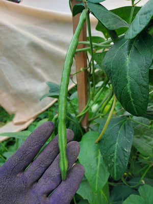COWPEA 'Edible Giant' seeds
