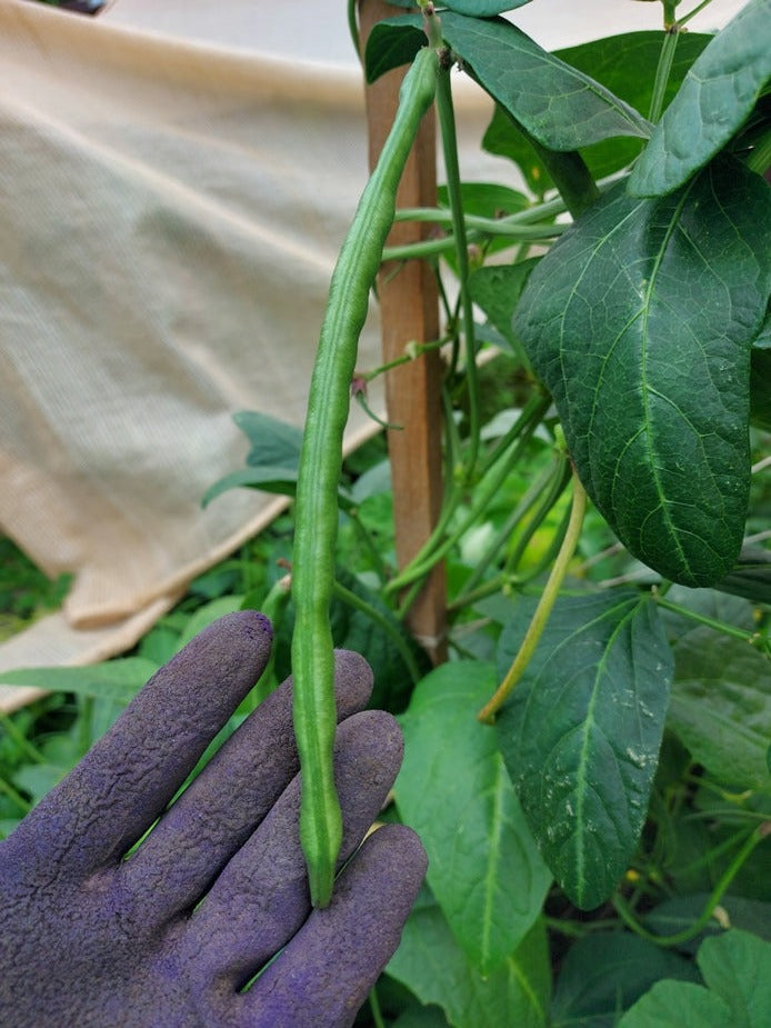 COWPEA 'Edible Giant' seeds