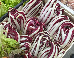 RADICCHIO 'Trevisio Red Early' seeds