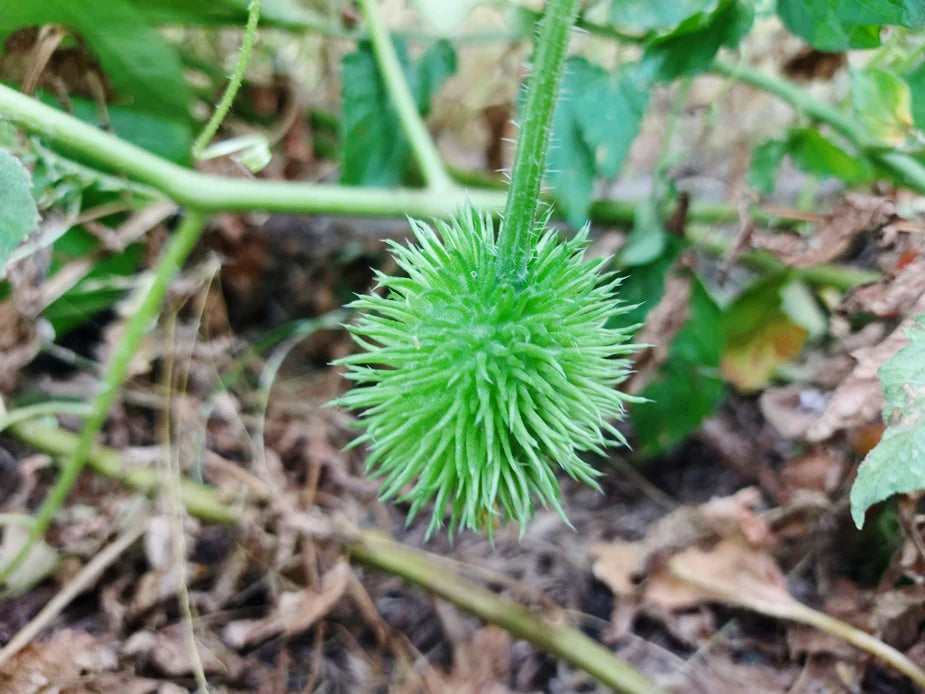 CUCUMBER 'West Indian Gherkin' seeds