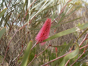 HAKEA FRANCISIANA Emu Tree *AUSTRALIAN NATIVE* seeds