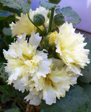 HOLLYHOCK 'Chaters Double Golden Yellow' seeds