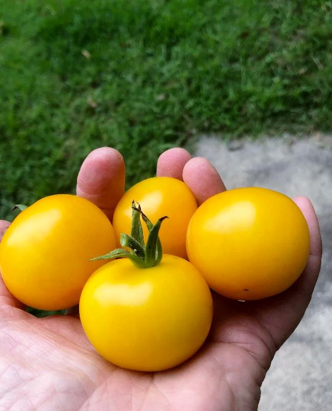 TOMATO CHERRY 'Tomme Toe Yellow' seeds