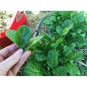 SPINACH 'Barese' / Silverbeet / Chard - Boondie Seeds