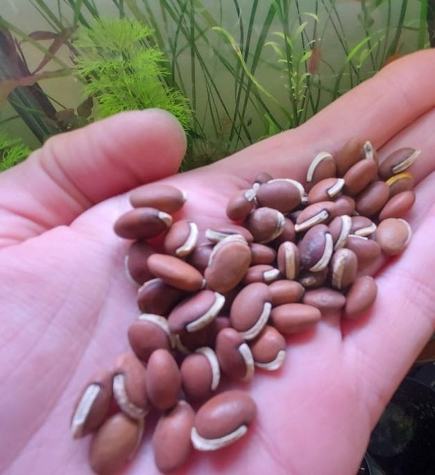 BEAN INDIAN / LABLAB / HYACINTH 'Rongai' seeds – Boondie Seeds