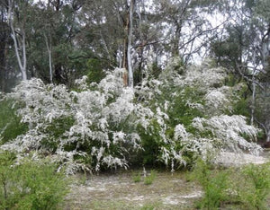 SLENDER TEA TREE / Leptospermum brevipes *AUSTRALIAN NATIVE* seeds