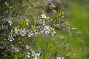 MOUNTAIN TEA TREE / Leptospermum grandifolium *AUSTRALIAN NATIVE* seeds