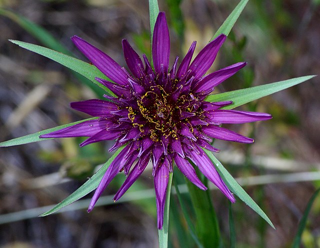 oyster plant seeds SALSIFY 'Mammoth Sandwich Island' / Oyster Plant seeds – Boondie Seeds