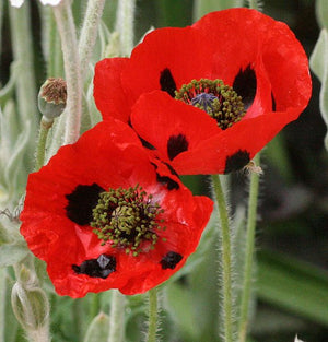 POPPY 'Ladybird' seeds