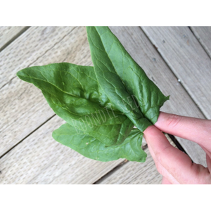 SPINACH 'Winter Giant' English - Boondie Seeds