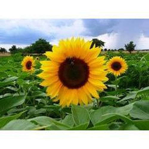 SUNFLOWER 'Sunbird' - Boondie Seeds