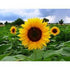 SUNFLOWER 'Sunbird' - Boondie Seeds