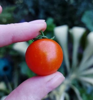 TOMATO CHERRY 'Red Currant' seeds