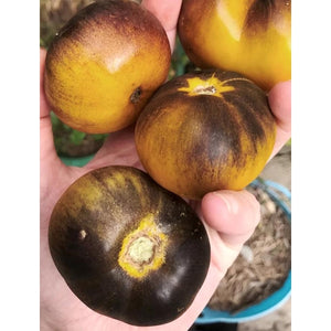 TOMATO 'Green and Black' - Boondie Seeds
