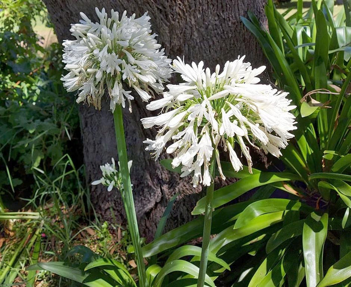 AGAPANTHUS 'Australian White' seeds