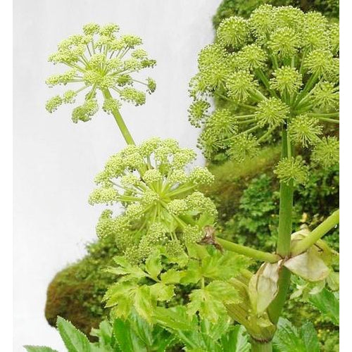 ANGELICA - Boondie Seeds