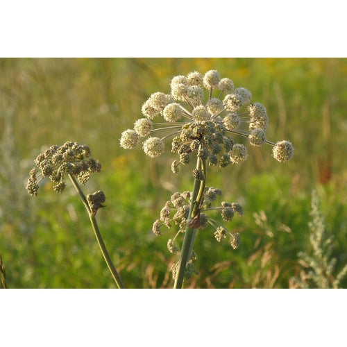 ANGELICA - Boondie Seeds