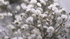 BABY'S BREATH gypsophila 'Snowflake'/ White seeds *Perennial* - Boondie Seeds