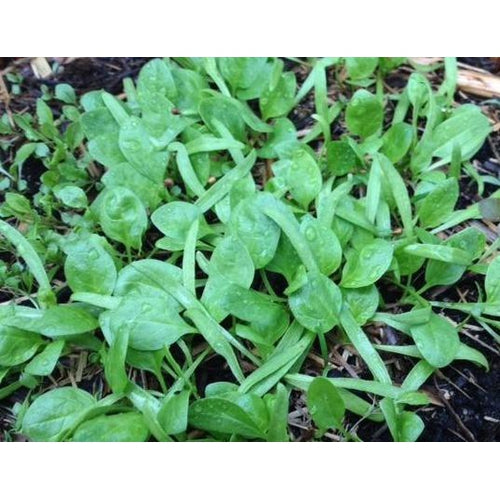 BABY SPINACH 'Black Magic' / English Spinach - Boondie Seeds