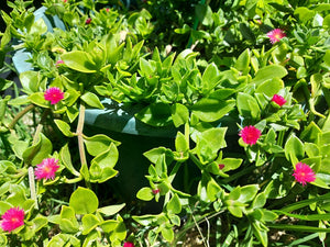 BABY SUNROSE CUTTINGS / Easy drought heat tolerant succulent ground cover