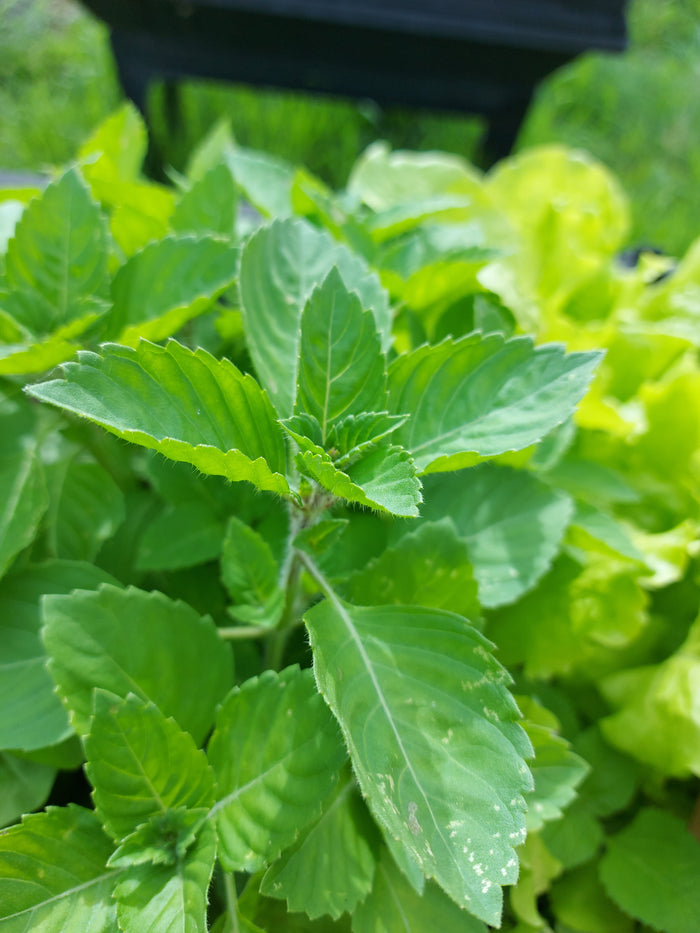BASIL 'Holy Green' / Tulsi seeds Boondie Seeds