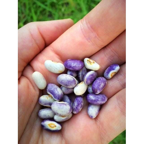 BEAN 'Purple Rain' *RARE* - Boondie Seeds
